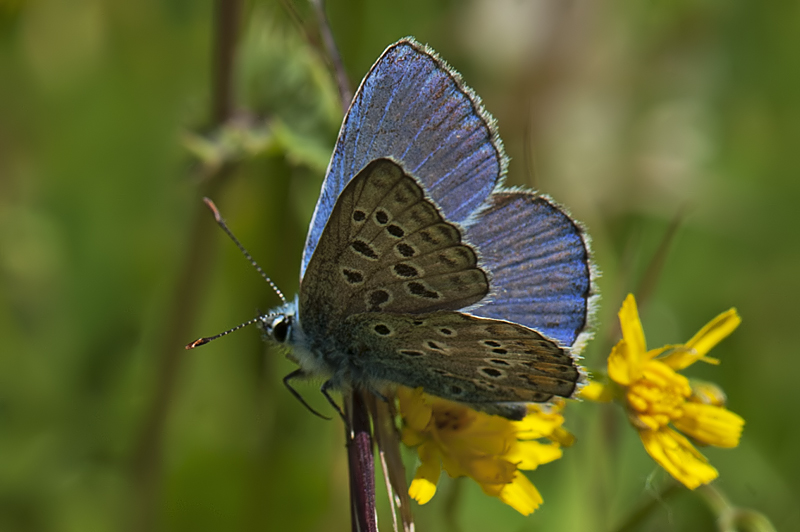 Licenide da identificae